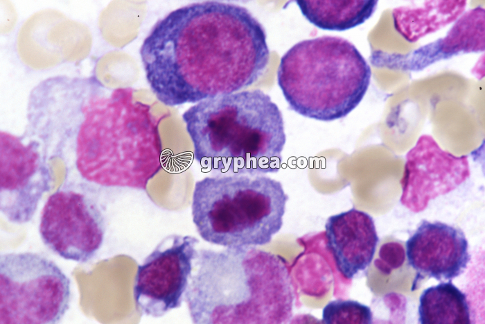 Moelle osseuse humaine cellules en mitose - télophase x4000 - gryphea.org